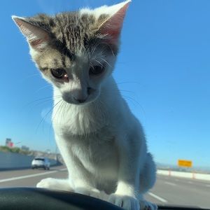 Meet your Posher, Ava